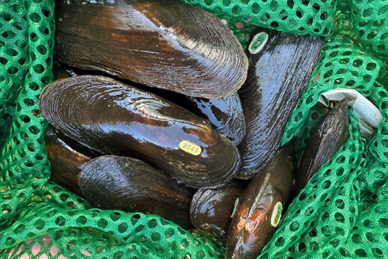 Hatchery-reared mussels released to help species