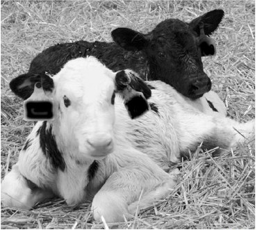 Registration open for Save a Calf, Save a Cow program Feb. 11