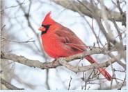 4 outstanding activities to celebrate the joys of winter