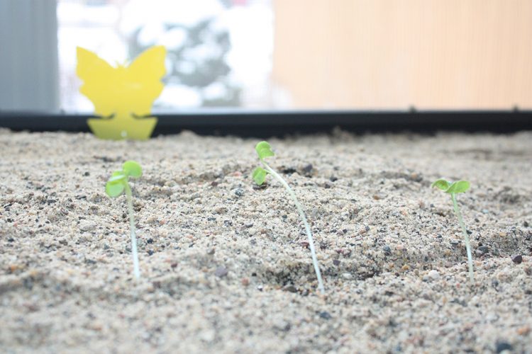 Sand, sprouts and spring prep