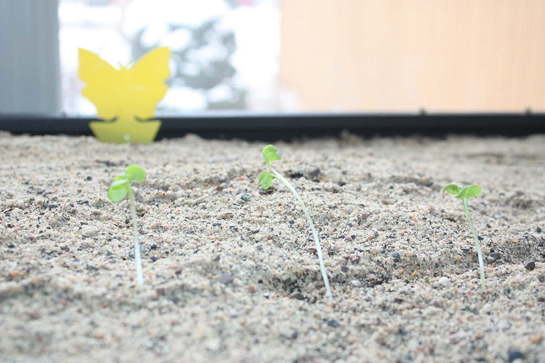 Sand, sprouts and spring prep