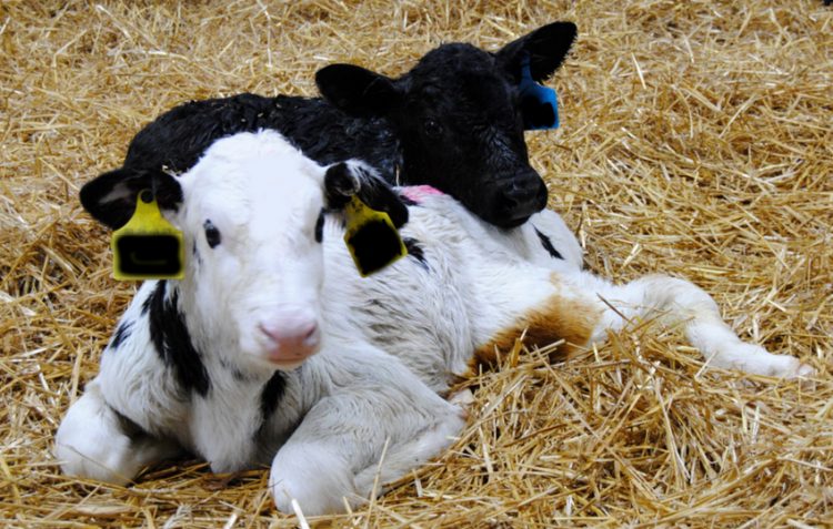 Registration open for Save a Calf, Save a Cow program Feb. 11