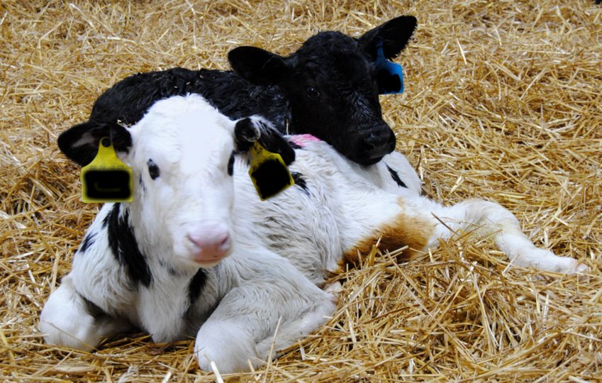 Registration open for Save a Calf, Save a Cow program Feb. 11