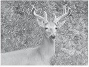 State hunters see mixed results from gun deer season State hunters see mixed results from gun deer season
