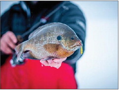 Sink a line and enjoy the outdoors with free fishing