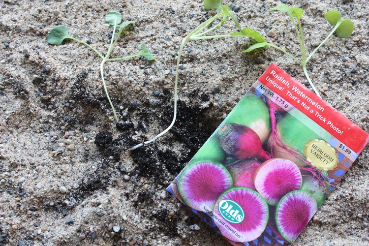 The best laid plants