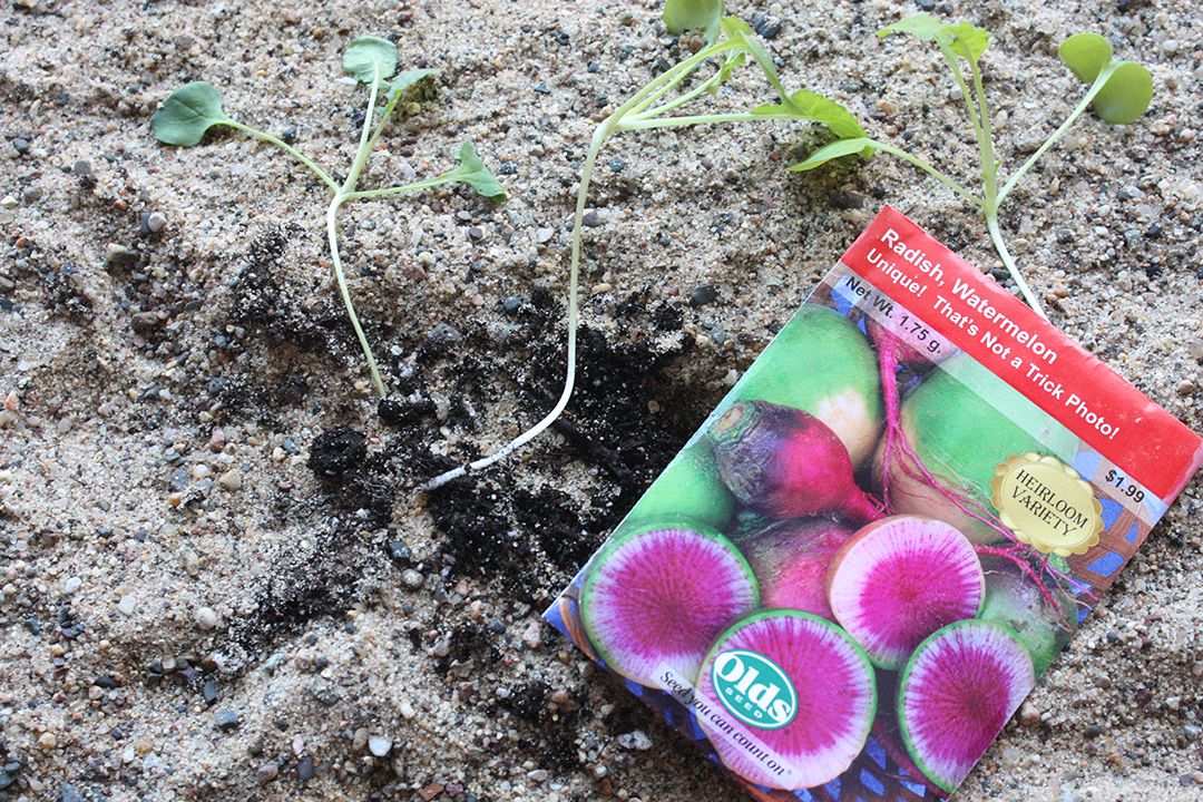 The best laid plants