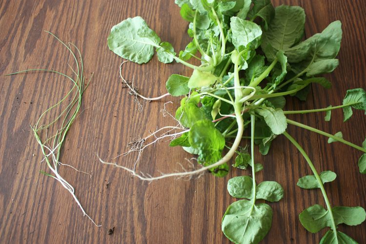 A bountiful harvest?