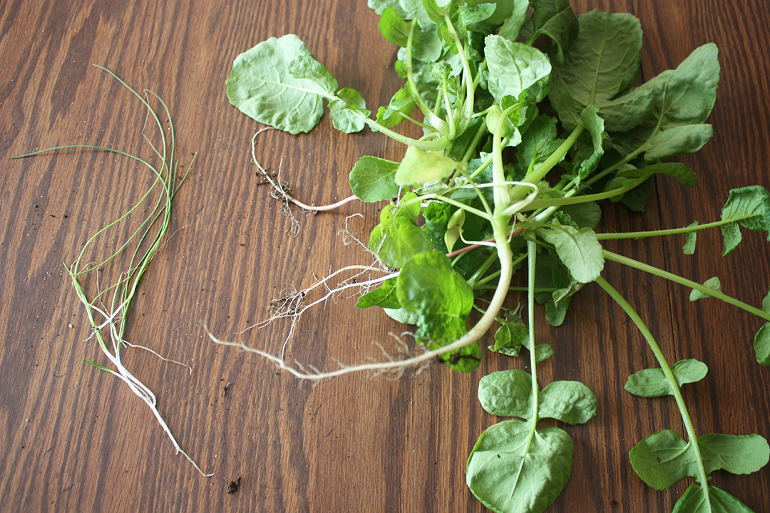 A bountiful harvest?