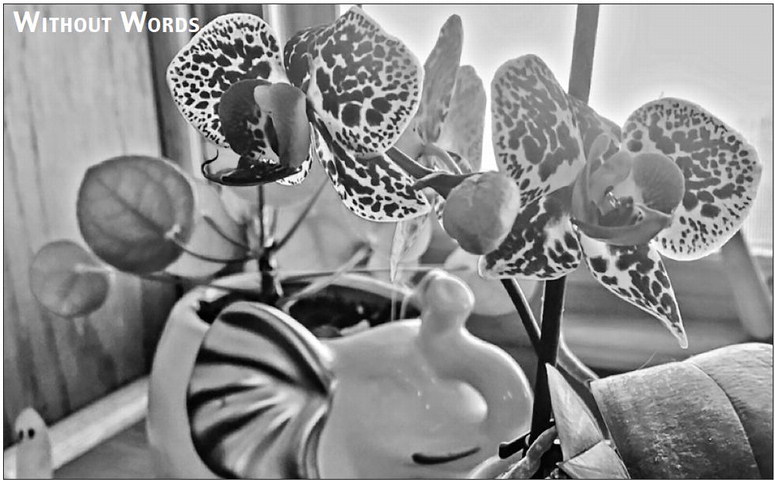 tribunephonograph_20260304_ttp-2026-03-04-0-004_art_3.xml