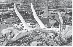 Spring shed hunting: Reading the woods after the season ends