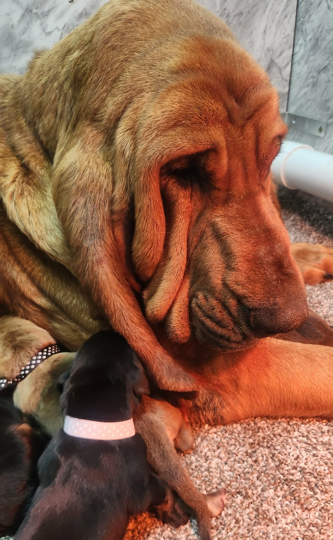 K9 Boone heading to advanced police dog training