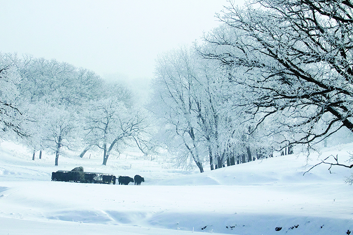 Blizzard recovery assistance is available to producers