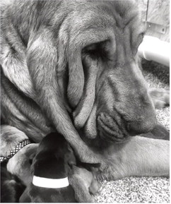 K9 Boone heading to advanced police dog training