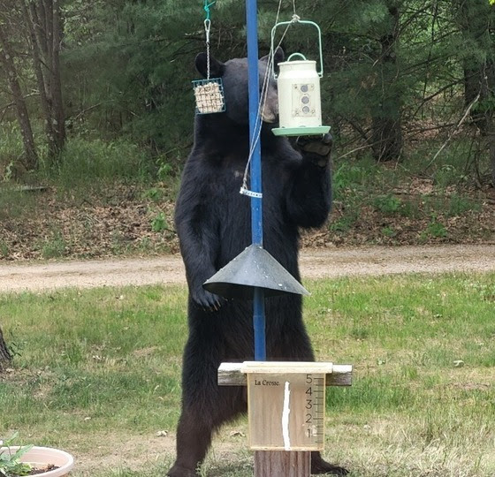 Be bear aware and avoid black bears conflicts