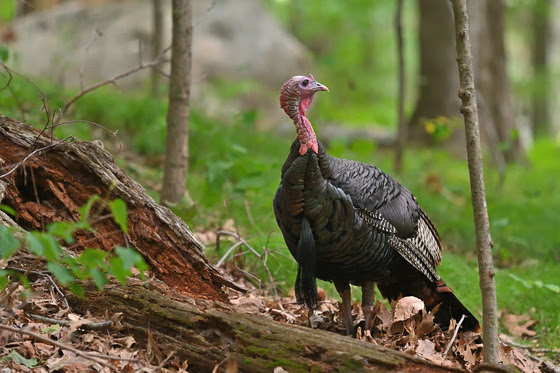 Put safety at forefront with the start of turkey season