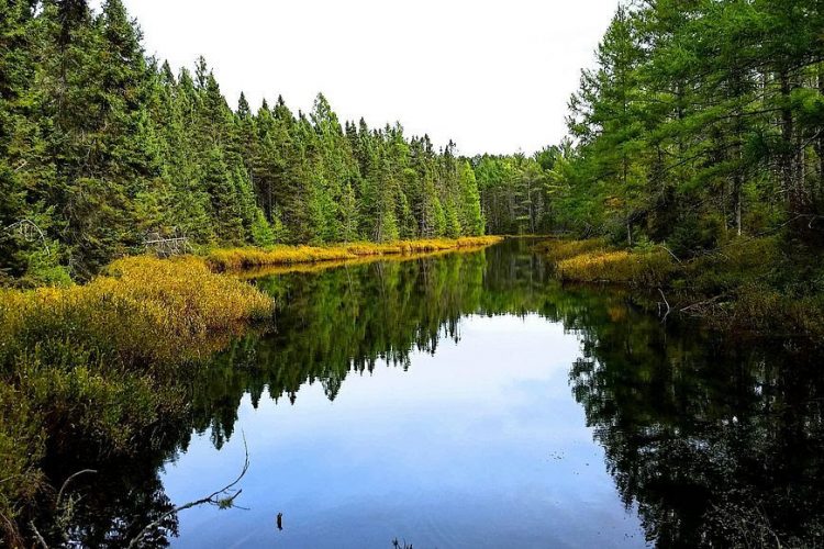 It’s time to celebrate Wisconsin’s forests