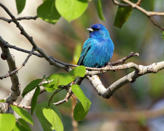 Help birds during migration