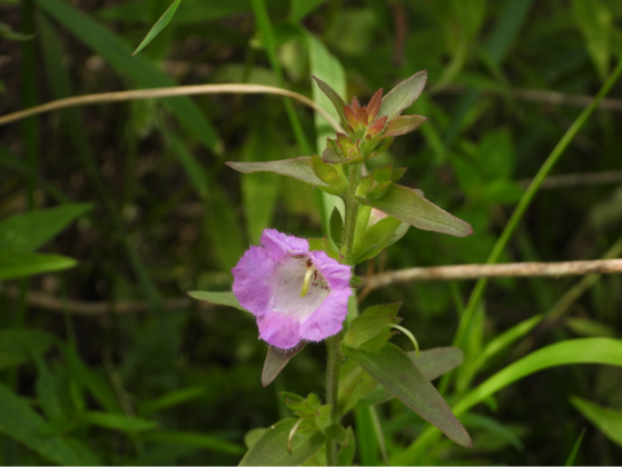 Rare plant monitors needed