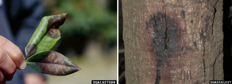 Don’t let invasive plant pests and diseases win