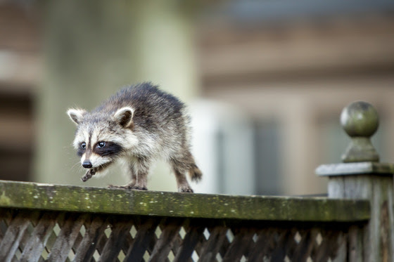 Know what to do outdoors to keep young wildlife wild
