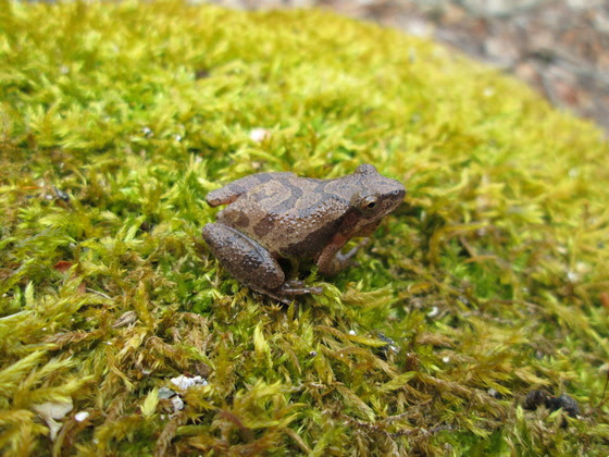 Put on your listening ears for frog and toad surveys