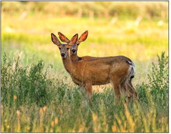 Deer crashes spike in the spring, so stay alert