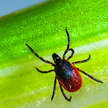 More than half of tested ticks carry Lyme disease