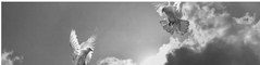 OBITUARY POLICY:  The Star ….