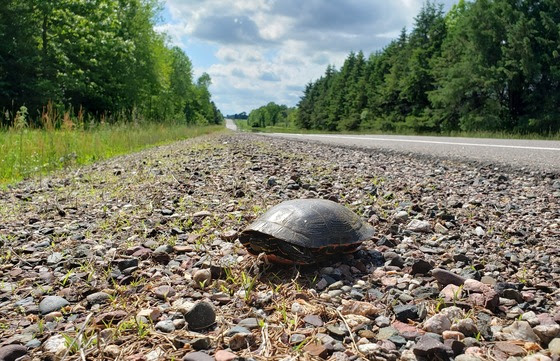 Slow down: Give turtles a brake during nesting season