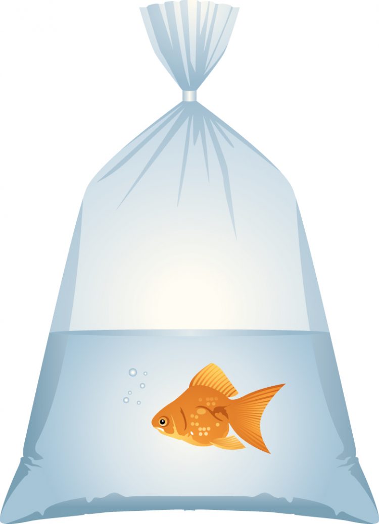 It’s fun to win that goldfish at the fair, but now what?