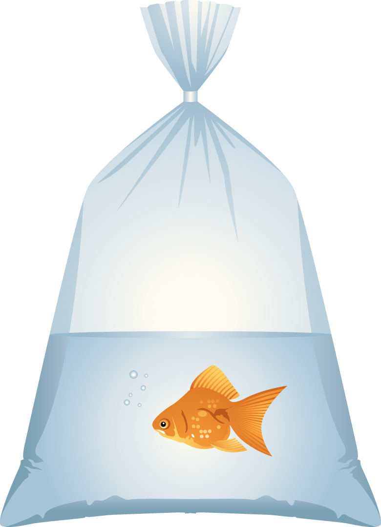 It’s fun to win that goldfish at the fair, but now what?