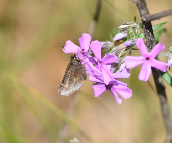 Give pollinators a hand