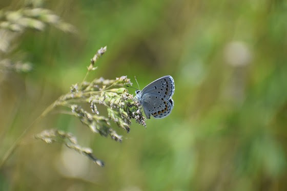 Karner butterflies need our help to survey populations Karner butterflies need our help to survey populations