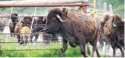 Great Northern Bison Ranch offers quality products by going their own way