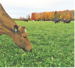 Grazier’s Daughter Cheese is a family affair