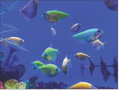 Exotic pet you can’t take care of? Mark the calendar