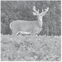 DNR announces sharptailed hunting season closure for 2026
