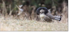 Grouse and pheasant on track with population trend