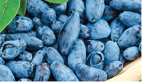 Thunder Hill Farm tickles taste buds with Wisconsin’s bounty