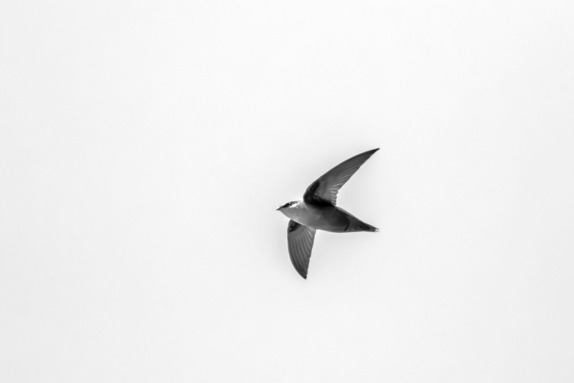 Be swift and keep watch for chimney roosts in early fall