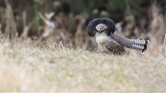 Grouse and pheasant on track with population trend