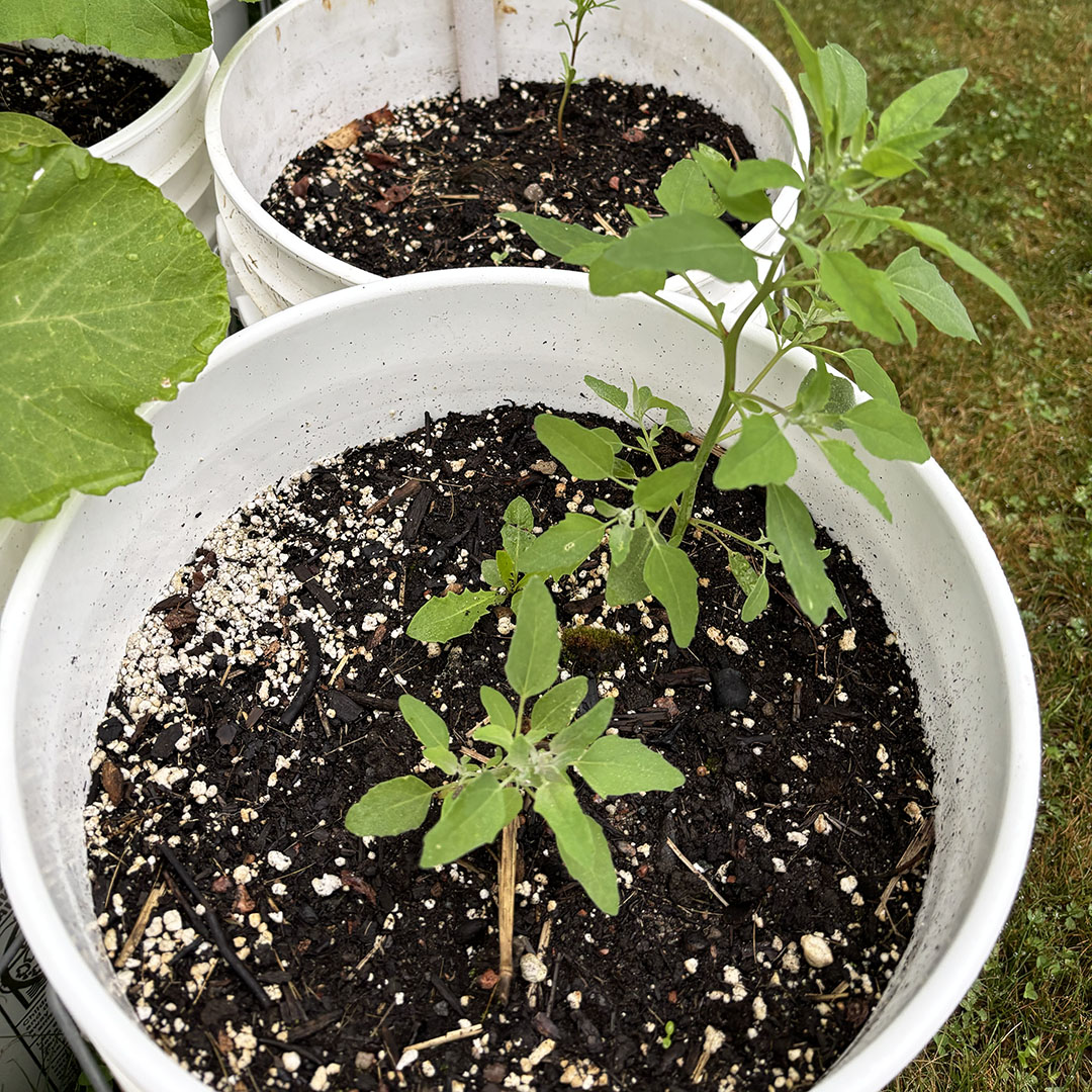 Gardening is not for the faint of heart.