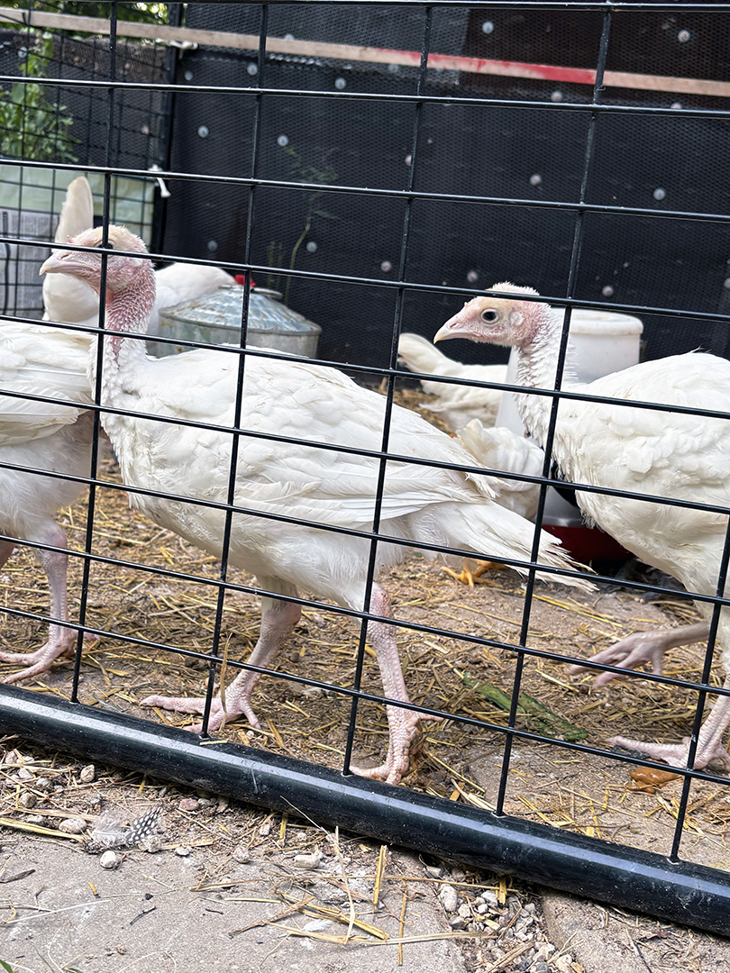 Turkey Trauma