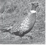 Become a community scientist by surveying game birds