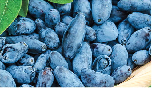 Thunder Hill Farm tickles taste buds with Wisconsin’s bounty