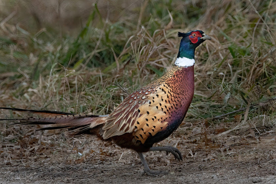 Become a community scientist by surveying game birds