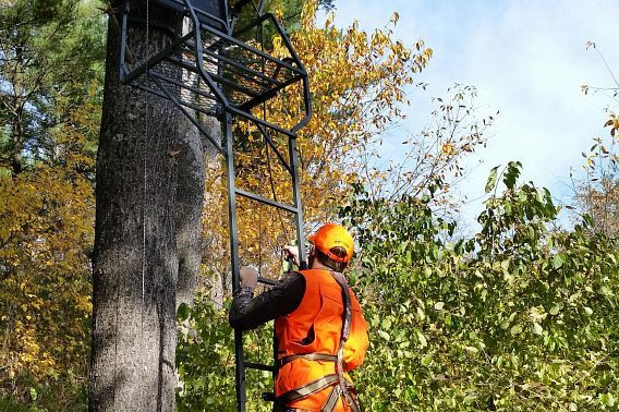 It’s best to avoid ash trees when placing your deer stand It’s best to avoid ash trees when placing your deer stand