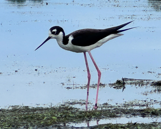 Black-necked stilt numbers soar at state breeding sites