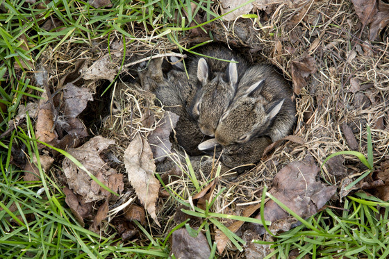 Wisconsin DNR urges to keep young wildlife wild